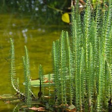 Hippuris vulgaris pond plant - hippuris,