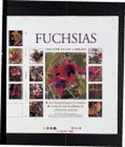 Fuchsias - , plant