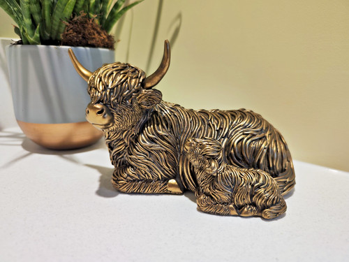 Large highland cow - large, calf