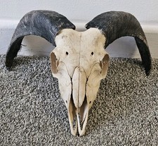 Beautiful Ram Skull taxidermy art craft tattoo Curio Sheep Skull film 