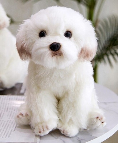 Maltese bichon frise puppy dog - maltese,