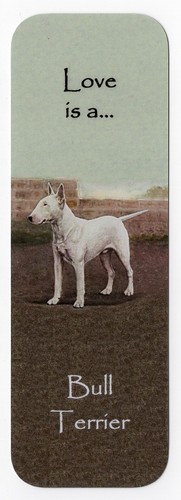 Bull terrier dog beautiful - terrier,