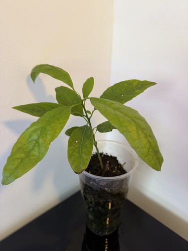 Giant avocado baby plant - 🥑giant, 1