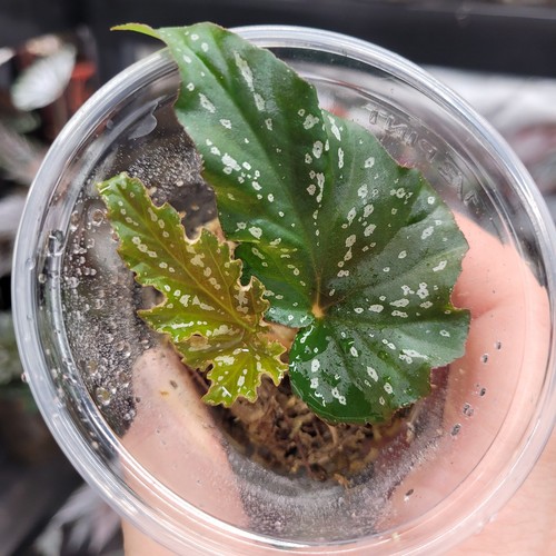 Begonia sophie cecile spotted - begonia,
