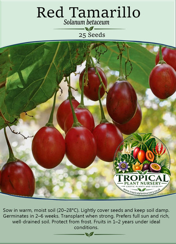 Red tamarillo solanum - red, (solanum
