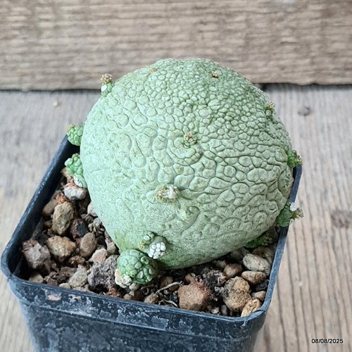D5788 pseudolithos migiurtinus - pseudolithos,