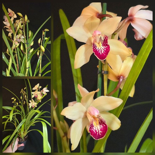 Cymbidium white dotted lip 4 - white,