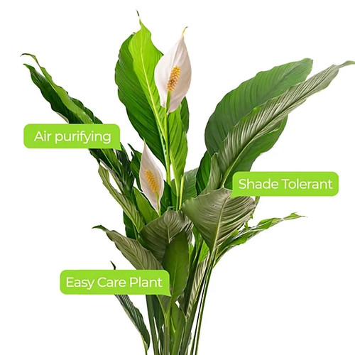 Spathiphyllum peace - cm,