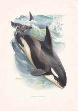 1960 ORCA KILLER WHALE Print - Vintage Animal Wall Art Decor - 7.5 x 10.6 Inches