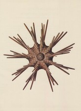 Sea Urchin Phyllacanthus Imperialis Color Print from 1976 Offset Print