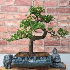Chinese Elm (Ulmus Parvifolia)