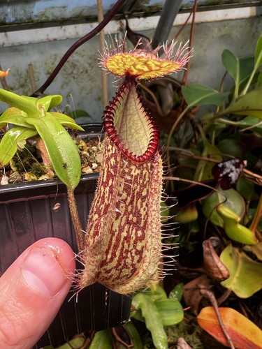 Nepenthes hamata gng - hamata,, lumut