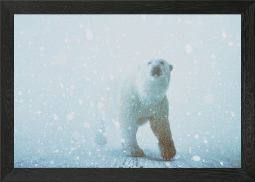 Snow patrol framed - snow,