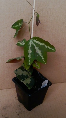 Young passion flower - young,