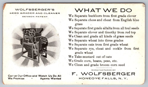 Victorian wolfsberger seed - wolfsberger,