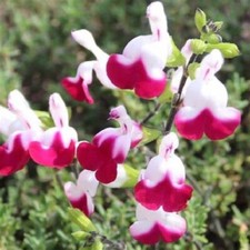 PERENNIAL SALVIA PLUG PLANTS