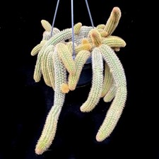 Hildewintera Aurespina Hel