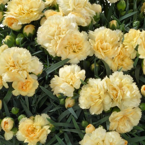 Dianthus sunflor amber - dianthus,