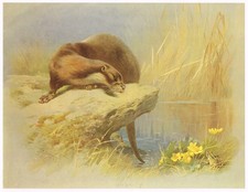 Otter Animal Print Picture 1989 Archibald Thorburn TCITM#17