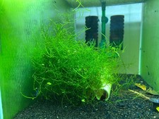 Java Moss (Vesicularia