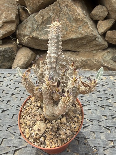 Pachypodium rosulatum multiple - pachypodium,