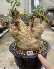 Rare Cacti Cyphostemma uter