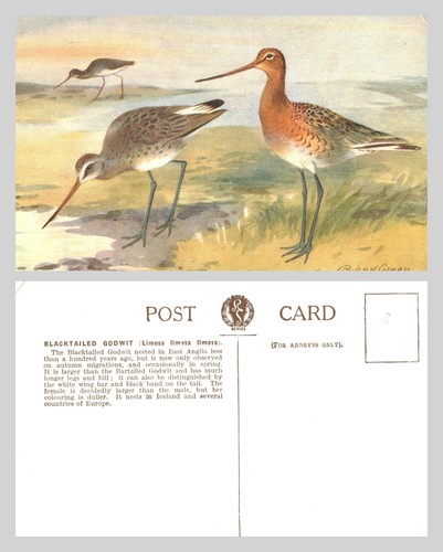 Vintage postcard blacktailed - vintage,