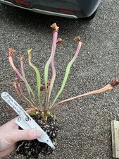 Sarracenia cv Burgundy