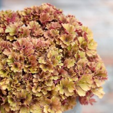 Heuchera 'Frilly' Evergreen