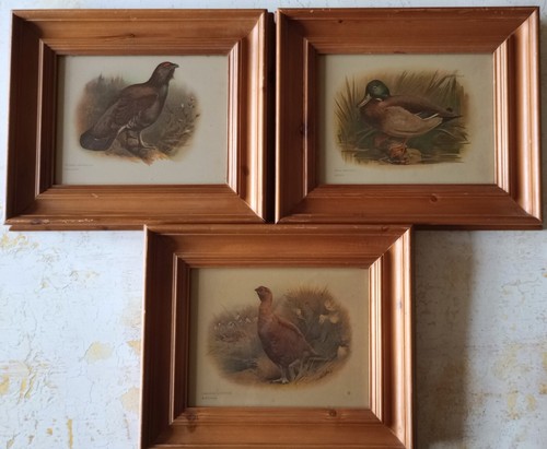 Vtg prints game birds - birds, pine
