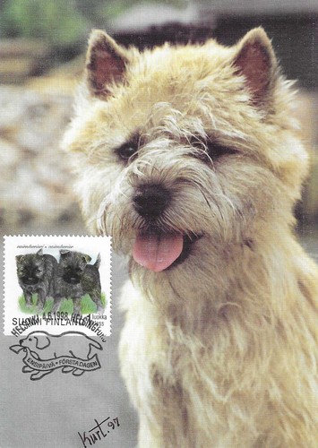 Cairn terrier puppies dog - cairn,