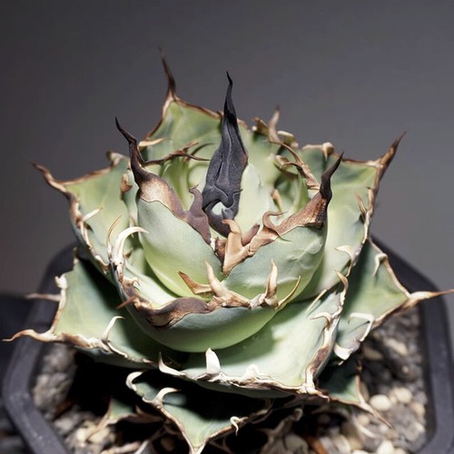 10cm succulent agave - succulent,