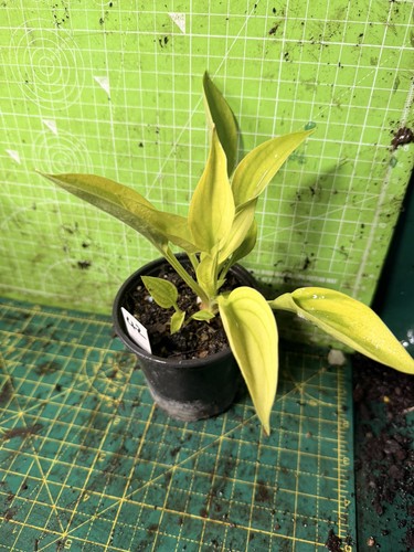 Hosta perennial plant lot - -,