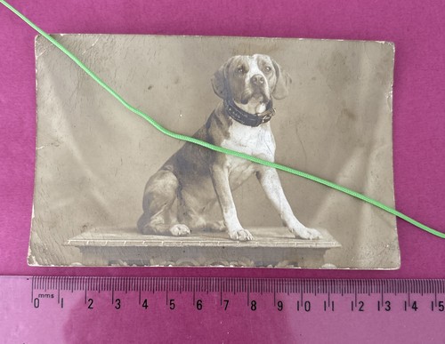 Antique dog studded collar - dog,