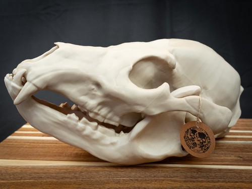 Life size grizzly - size,