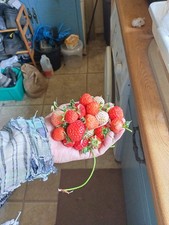 Strawberry Plants Bare Root