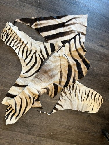 Equus burchell zebra - zebra, skin