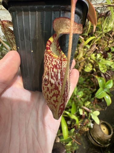 Nepenthes spectabilis giant