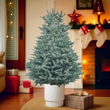 Blue spruce pot - spruce, grown
