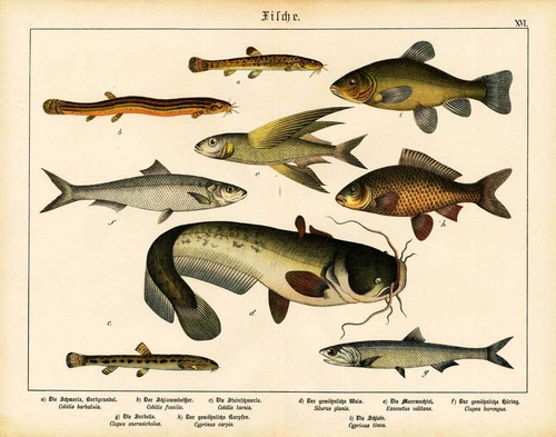 Antique print stone - antique, loach-wels