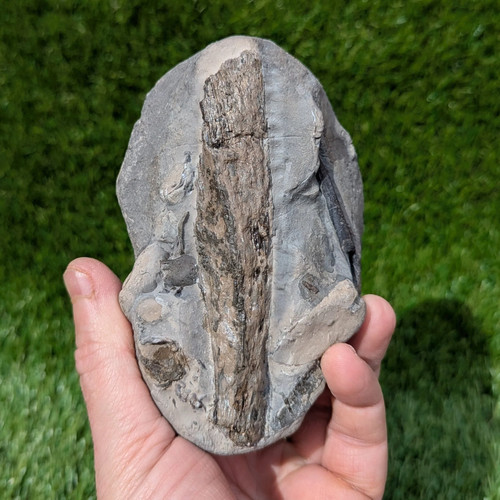 Fossil block ammonite - fossil,