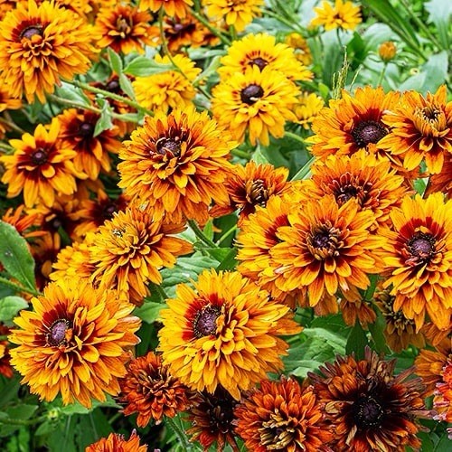 200 rudbeckia double - double, x
