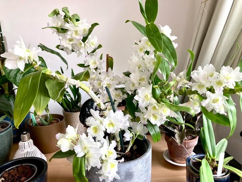 Dendrobium nobile white flower - white,