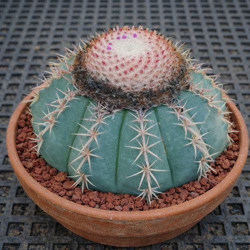 Melocactus polyacanthus seeds - melocactus,