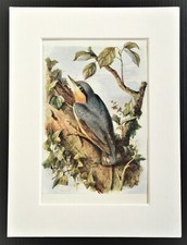 Nuthatch - Mounted Antique