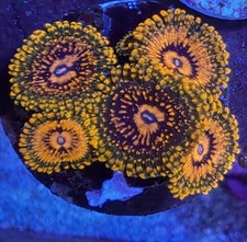 GRANDMASTER KRAKATOA ZOA RARE