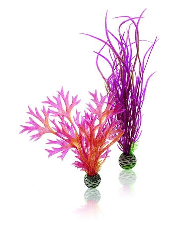 Biorb medium red pink - pink, plant