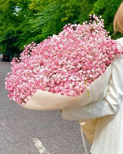 Pink baby breath gypsophila - breath,