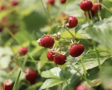 6x Rooted Hardy Wild Organic