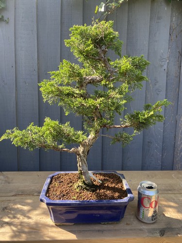 Bonsai tree itoigawa - bonsai, juniper